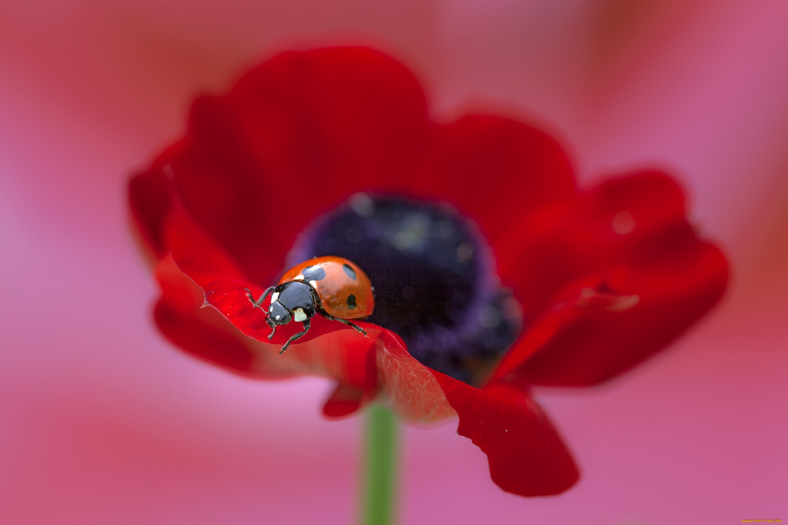 ,  , ladybug, macro, poppy, flower, , , , , 
